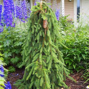 Smrek obyčajný (Picea abies) ´INVERSA PENDULA´– výška 200-250 cm, kont. C70L